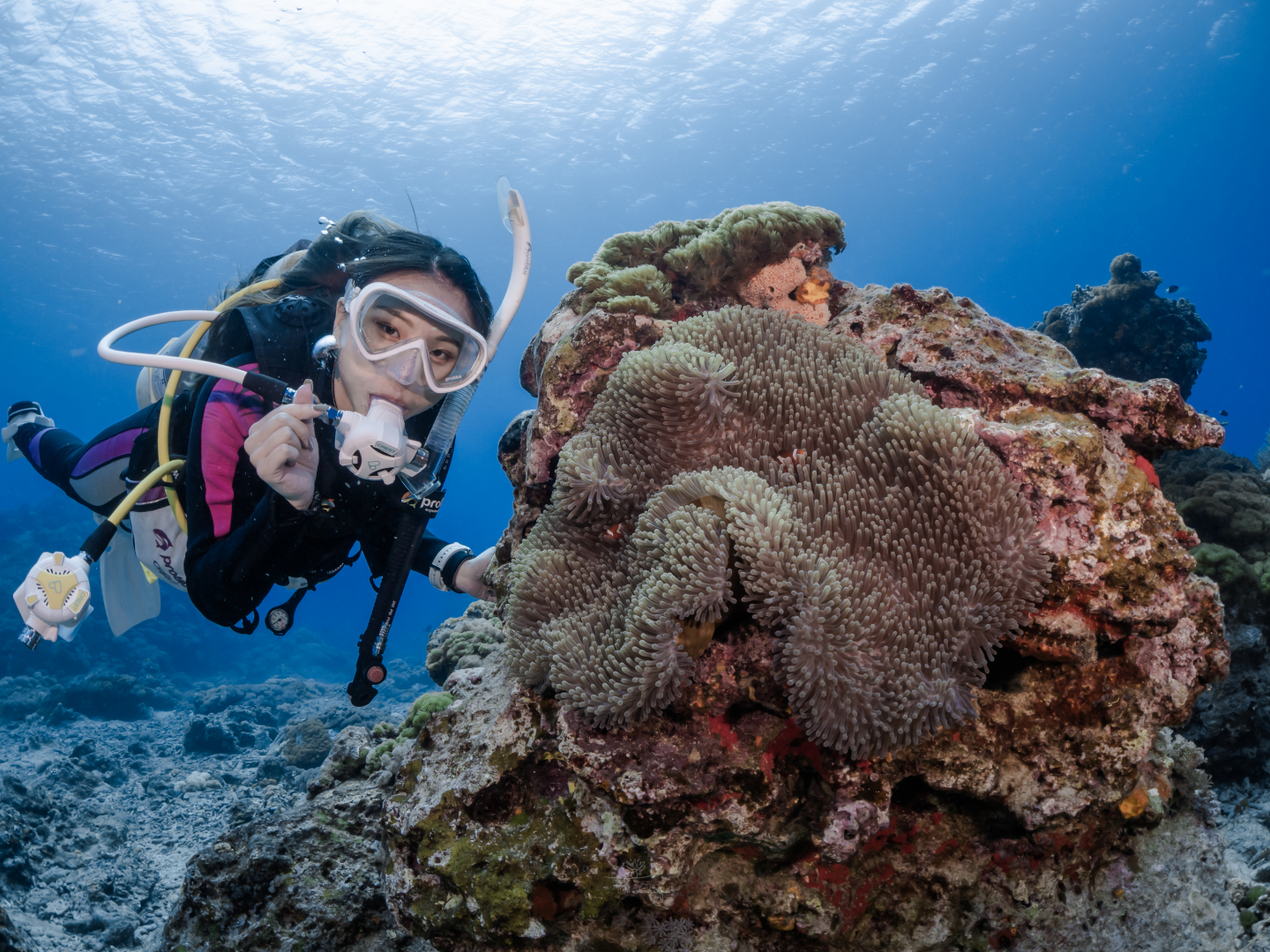 海底體驗潛水活動<span>PADI  Discover Scuba Diving</span> 1